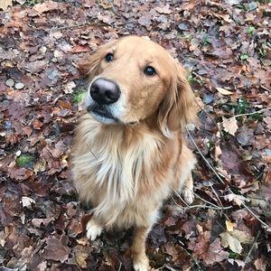 Meet your Posher, Jake